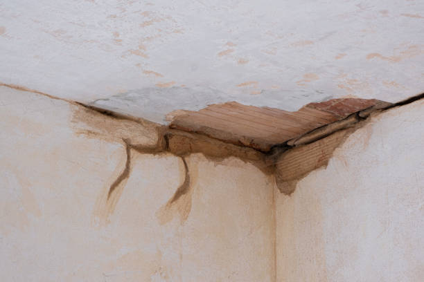Best Mold removal after water damage  in Archbold, OH