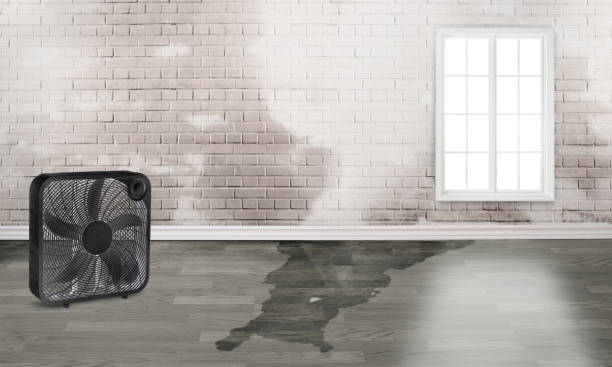Best Flood restoration services  in Archbold, OH